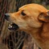 Agente comunitária fica ferida após ser atacada por dois cães em Uberaba