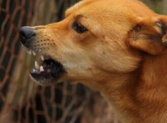 Agente comunitária fica ferida após ser atacada por dois cães em Uberaba