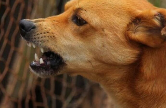 Agente comunitária fica ferida após ser atacada por dois cães em Uberaba
